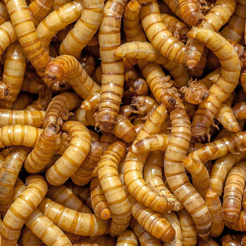 Live Giant Mealworms 100 to 5000 - FREE  DELIVERY