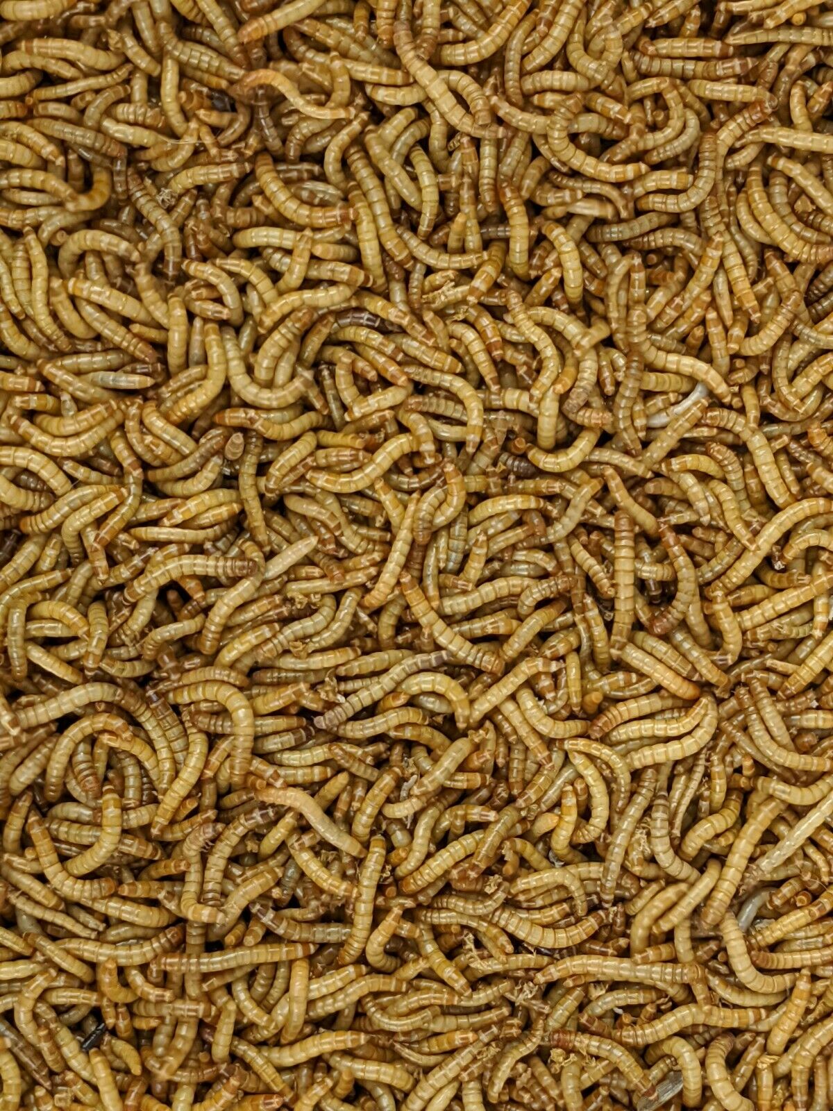 1100 - Live Mealworms