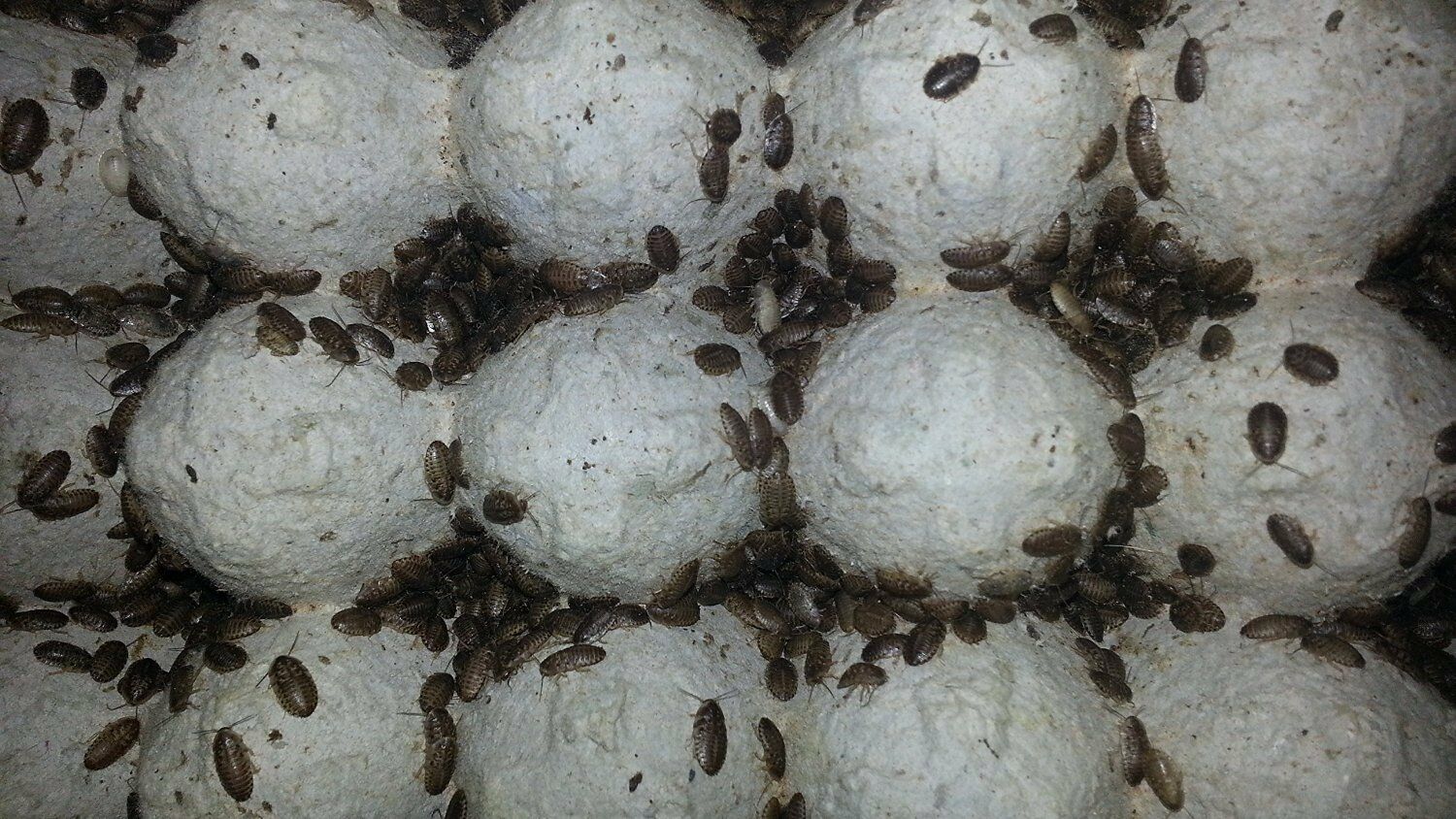 Live Small Dubia Roaches Up To 1/2 Inches Blaptica Feeder Dubai Roaches