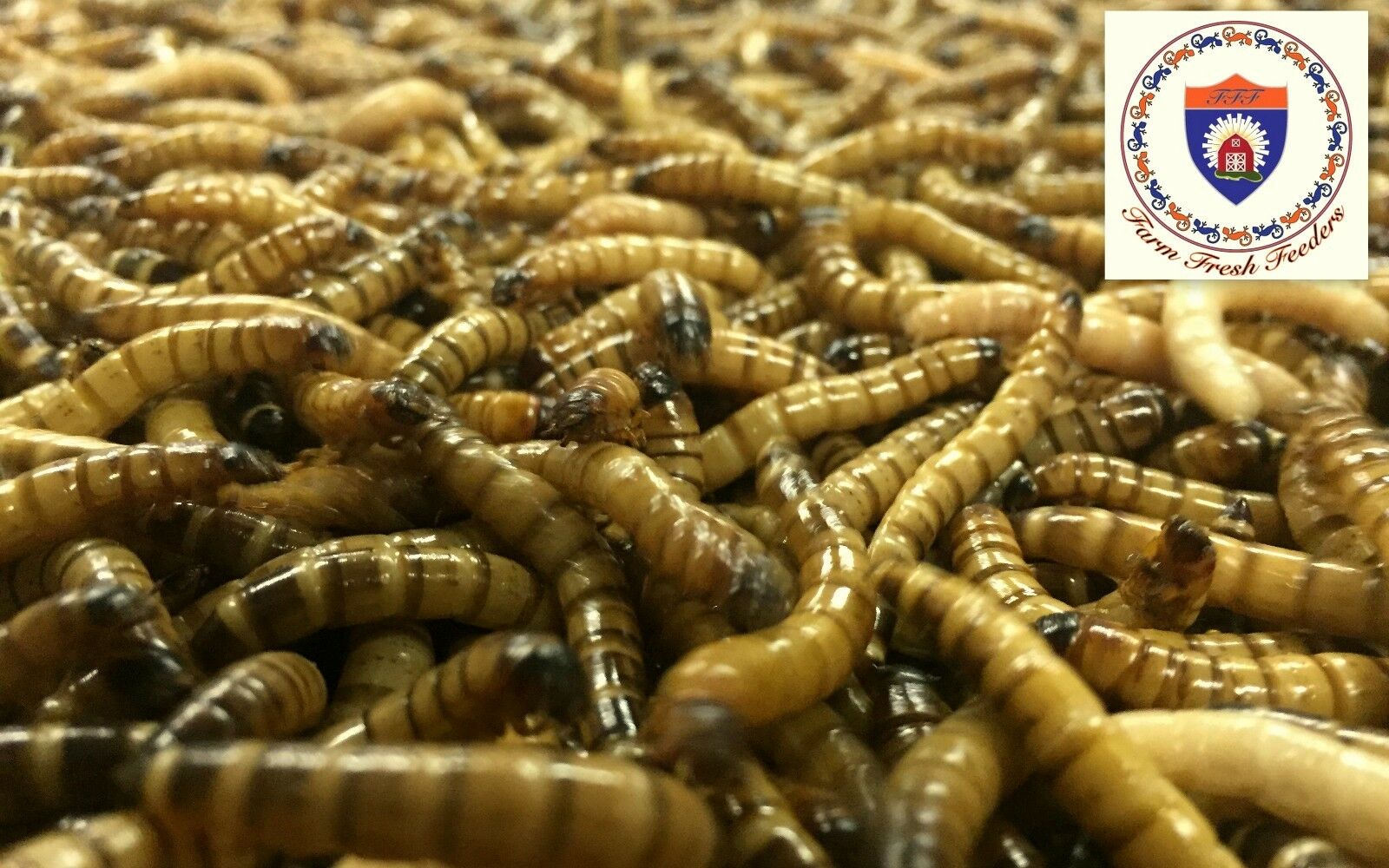 Live Superworms - Organically Raised - ALL SIZES / ALL COUNTS!  Free Shipping!
