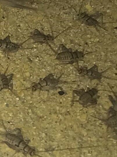 Live Crickets Assorted Sm/med Mixed 250,500,1000