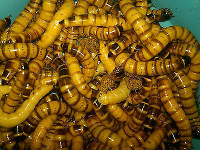 500 - Live Superworms Free Shipping