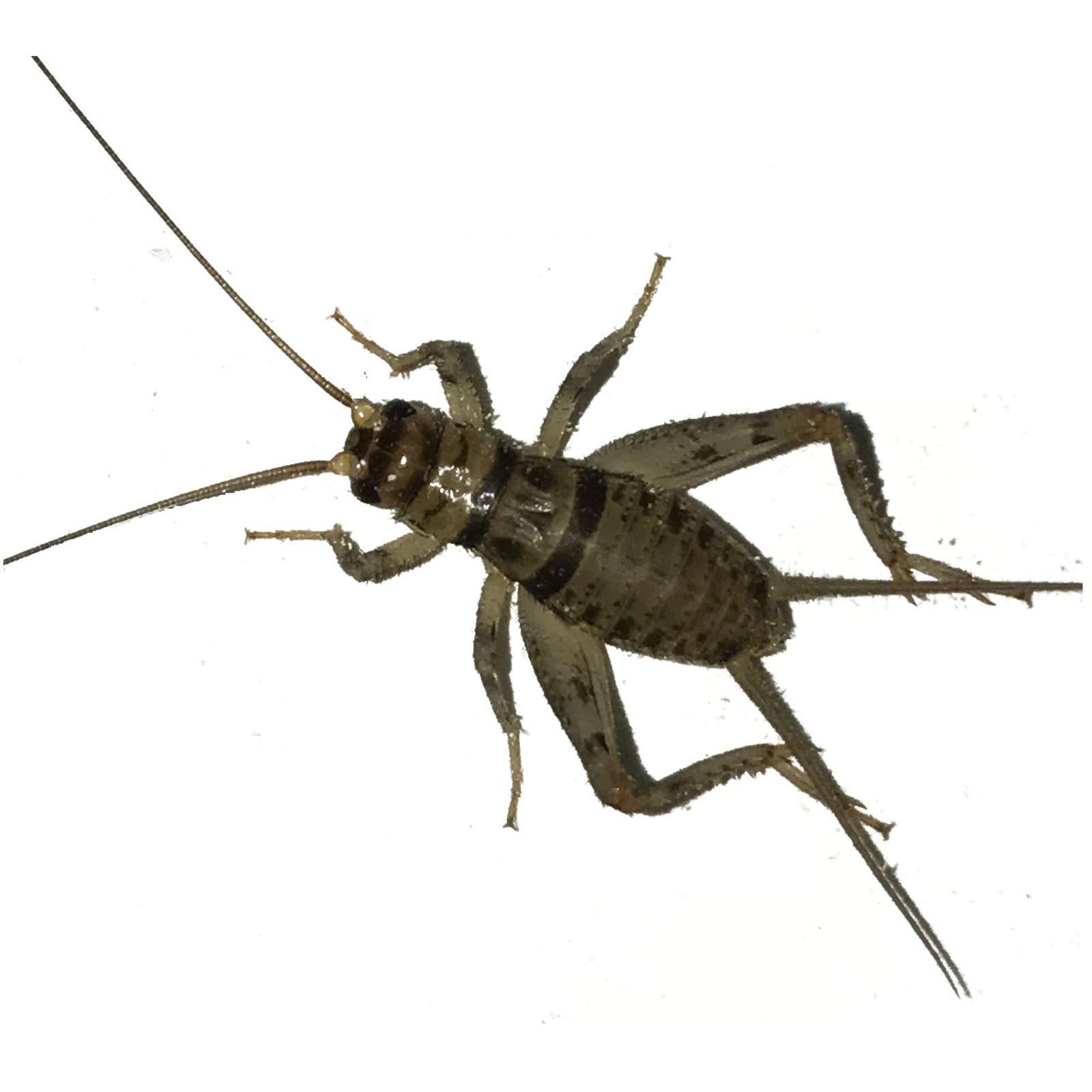 100, 250, 500, 1000+ Live Crickets (Banded) - Guaranteed Live Delivery Over 25 F