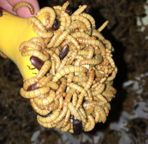 2500 Live Medium High Quality Mealworms Organically Raised In The (pnw)