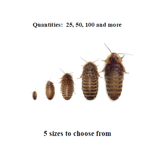 Dubia Roaches - Small, Medium, Large, Xl - Live Feeders, Ships Same Day Free