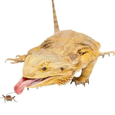 Live Crickets For Reptiles - Organic (100 - 10,000) Bulk Feeder Crickets S, M, L