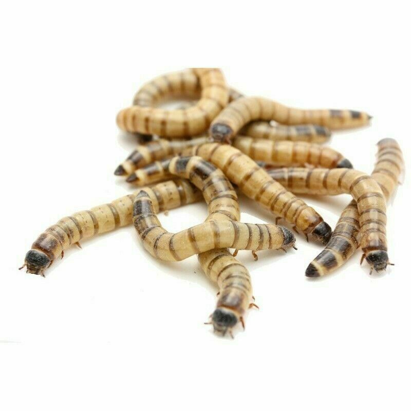 100 Live Large Superworms - FREE DELIVERY